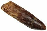 Fossil Sauropod Dinosaur (Titanosaur) Tooth - Morocco #332475-1